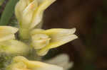 Tennessee milkvetch